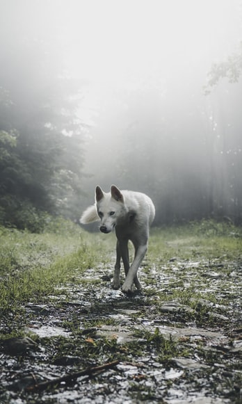 Stop going with the Lone Wolf approach to leadership.